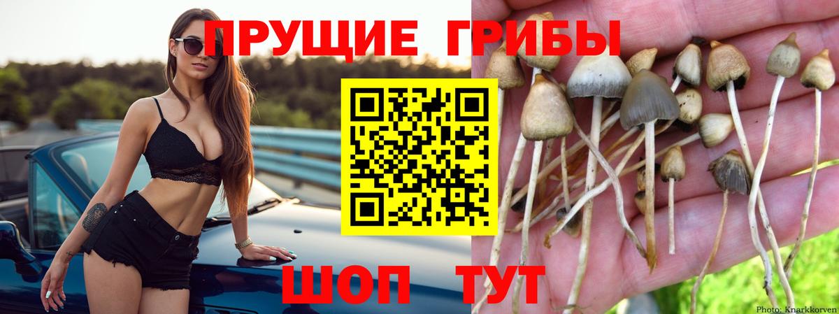 Галлюциногенные грибы Cubensis  Вход с VPN  Псилоцибиновые грибы GOLDEN TEACHER  Великий Новгород 